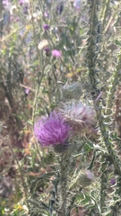 Cirsium vulgare