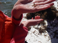 Hippocampus zosterae