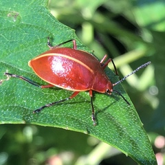 Ellipticus dorbignyi