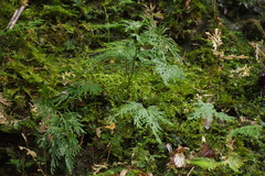 Selaginellaceae