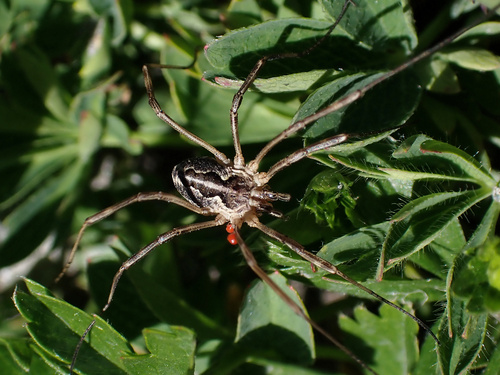 Photo of Saddleback Harvestman (Mitopus morio)