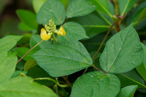 Image of Vigna angularis by (c) WATANABE Hitoshi 渡辺仁, some rights reserved (CC BY)