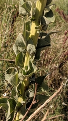 Verbascum