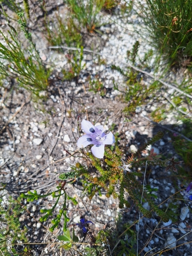 Image of Roella incurva by (c) Adele SL, some rights reserved (CC BY)