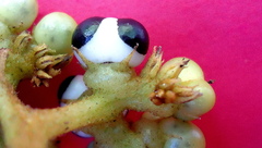 Tournefortia subsessilis