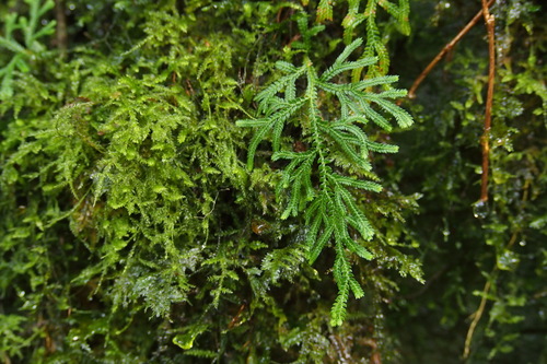 Selaginella involvens iNat (2)