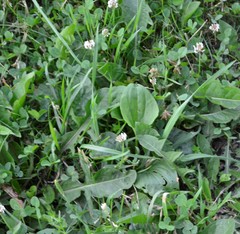 Plantago major
