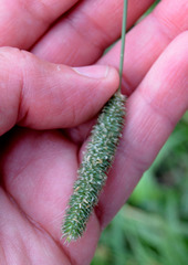 Phleum pratense