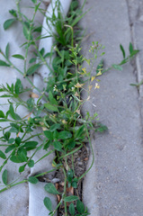Capsella bursa-pastoris