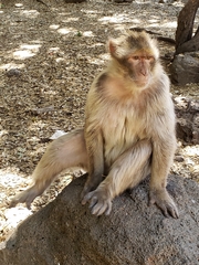 Macaca sylvanus