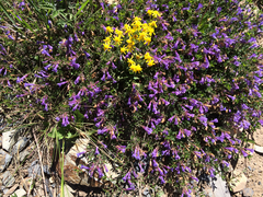 Penstemon caespitosus