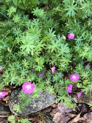Geranium sanguineum