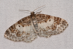 Hydrelia lucata