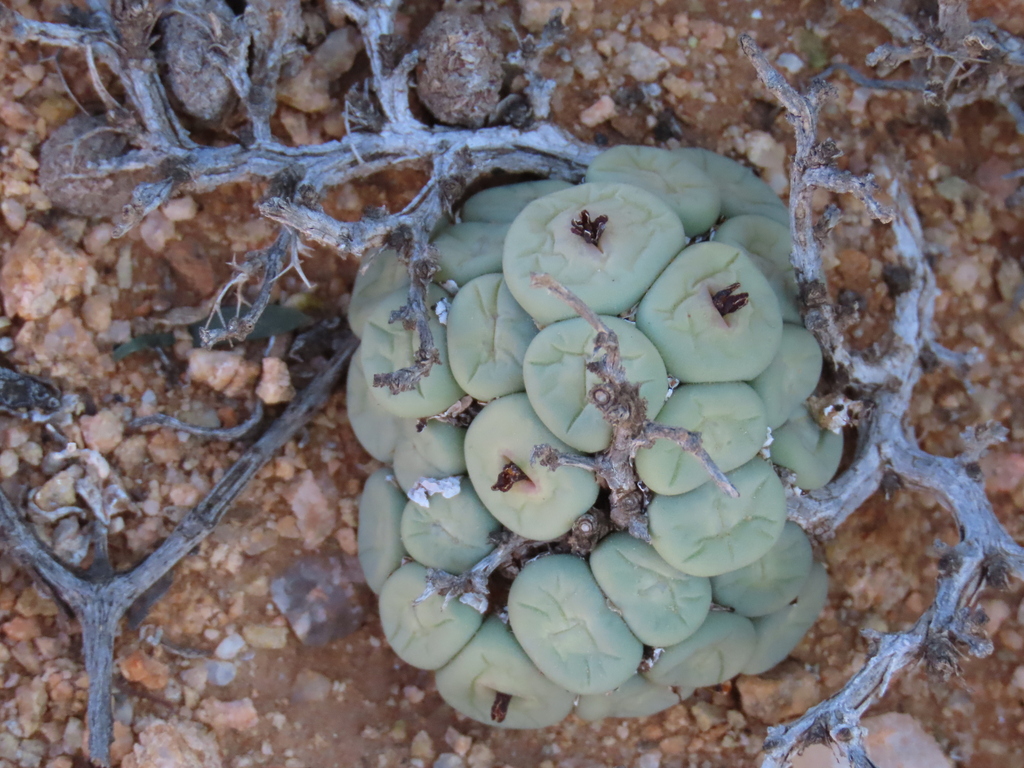 Conophytum pageae, Luderitz, NA-KA, NA