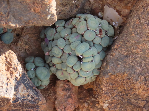 Mesembryanthemum pageae N.E.Br. 2