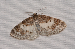 Hydrelia lucata