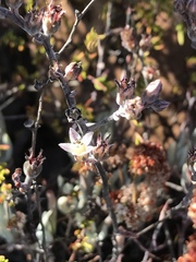 Dudleya attenuata