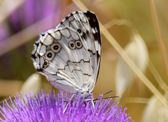 Melanargia larissa