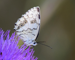Melanargia larissa