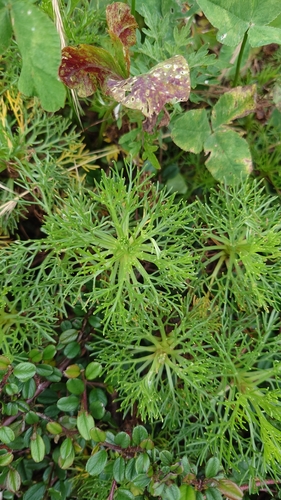 Artemisia morrisonensis, photograph 6