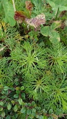 Artemisia morrisonensis, photograph (c) 黃家瑜, some rights reserved (CC BY)