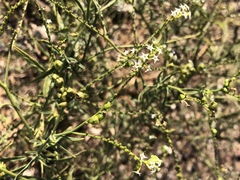 Heliotropium zeylanicum