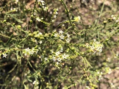 Heliotropium zeylanicum