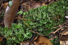 Rhizomnium striatulum