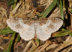 Hydrelia lucata