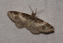 Hydrelia lucata