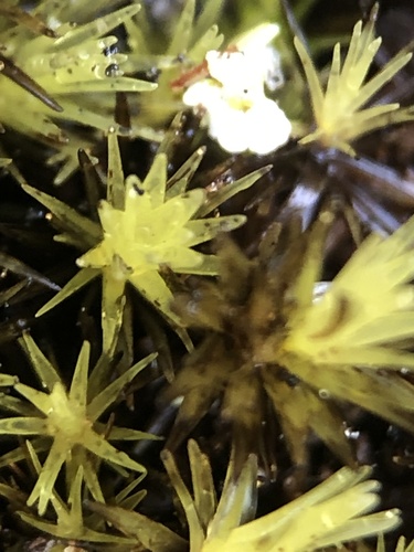 Image of Campylopus bicolor by (c) Ruth Clark, some rights reserved (CC BY)