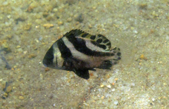 Plectorhinchus cinctus
