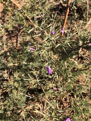 Dicliptera decorticans