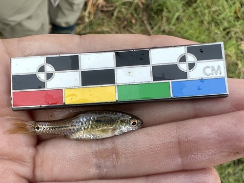 Broadstriped barb (Enteromius annectens) — Cyprinidae — 3