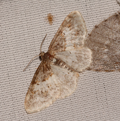 Hydrelia lucata