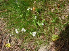 Galium saxatile