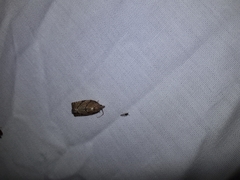 Argyrotaenia juglandana