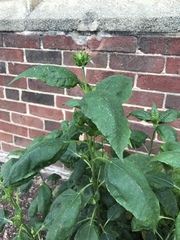 Helianthus multiflorus