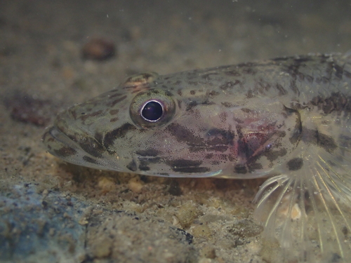 Golden flathead goby (Glossogobius aureus) — Gobiidae — 4