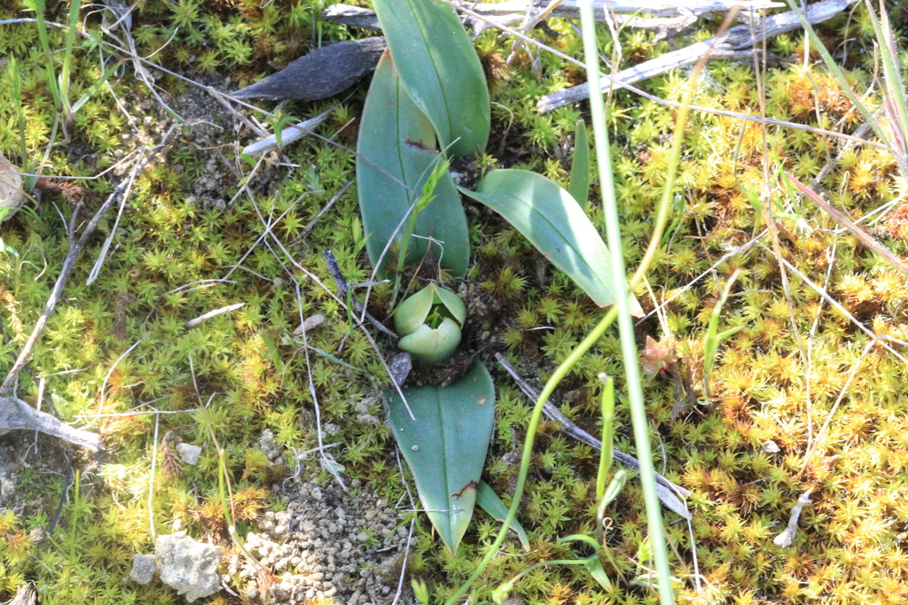 Colchicum eucomoides (Cup in a Saucer)