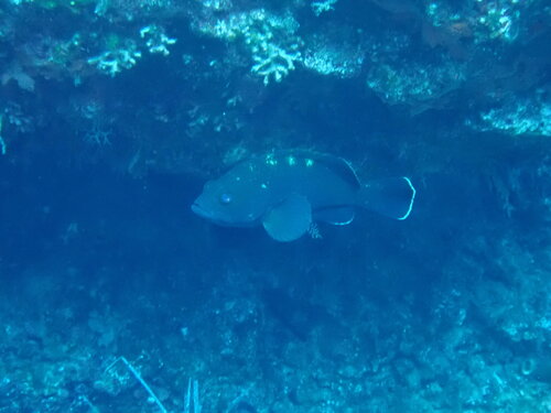 Dusky Grouper