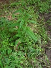 Rumex sanguineus