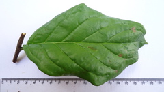 Tournefortia subsessilis