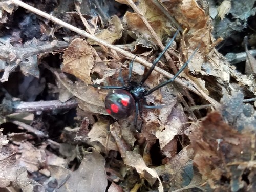 Northern black widow