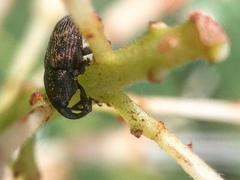 Glyptobaris lecontei
