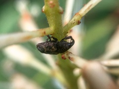 Glyptobaris lecontei