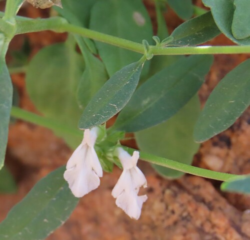 Image of Acrotome pallescens by no rights reserved