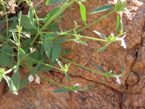 Image of Acrotome pallescens by no rights reserved