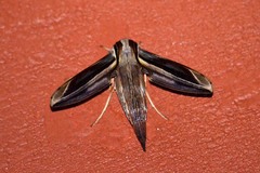 Xylophanes thyelia