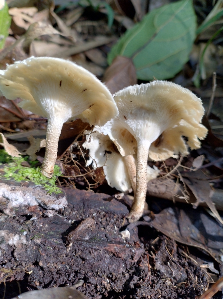 Lentinus crinitus · September 2024 · photo: © lelacappelli (iNaturalist, cc0)
